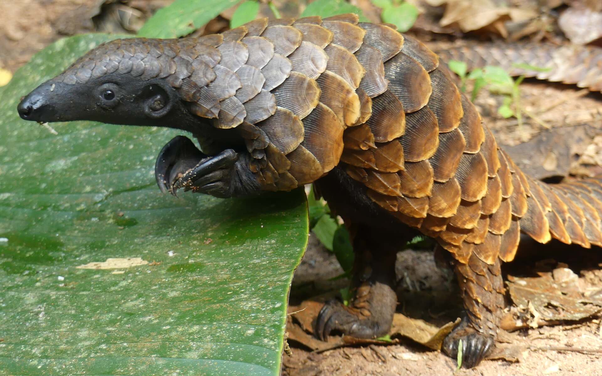 Giant Pangolin Conservation — Congo Basin Institute